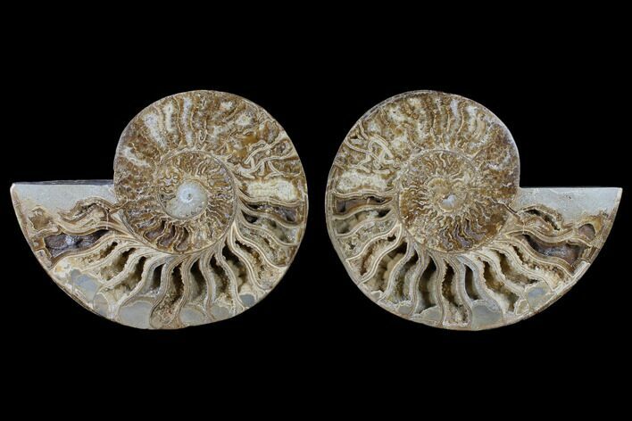 Daisy Flower Ammonite (Choffaticeras) - Madagascar #125494